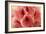 Delicate Petals II-Rita Crane-Framed Premium Giclee Print