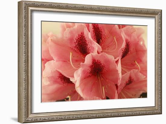 Delicate Petals II-Rita Crane-Framed Art Print