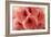 Delicate Petals II-Rita Crane-Framed Art Print