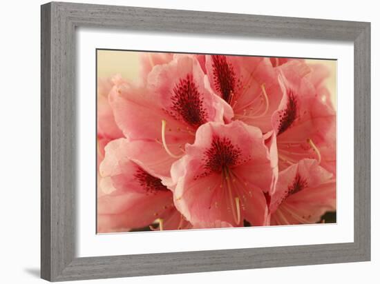 Delicate Petals II-Rita Crane-Framed Art Print