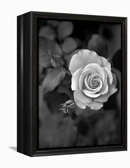 Delicate Petals III-Nicole Katano-Framed Stretched Canvas