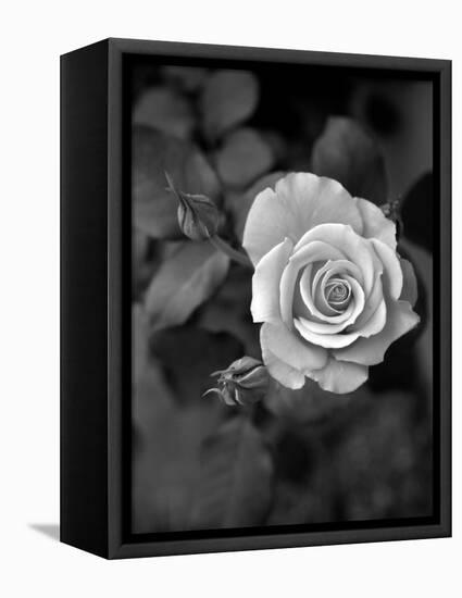 Delicate Petals III-Nicole Katano-Framed Stretched Canvas