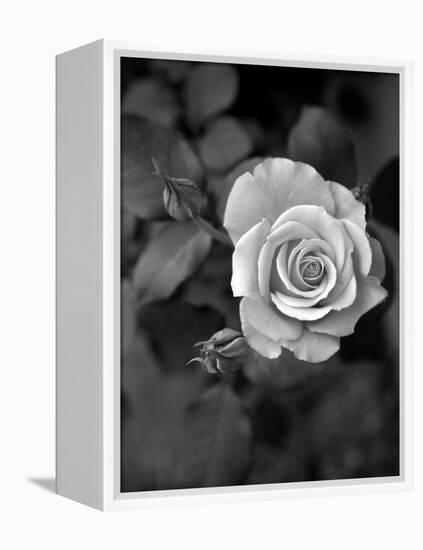 Delicate Petals III-Nicole Katano-Framed Stretched Canvas