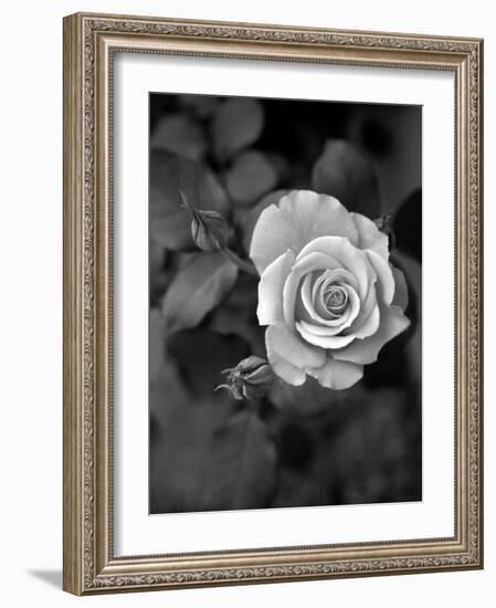 Delicate Petals III-Nicole Katano-Framed Photo