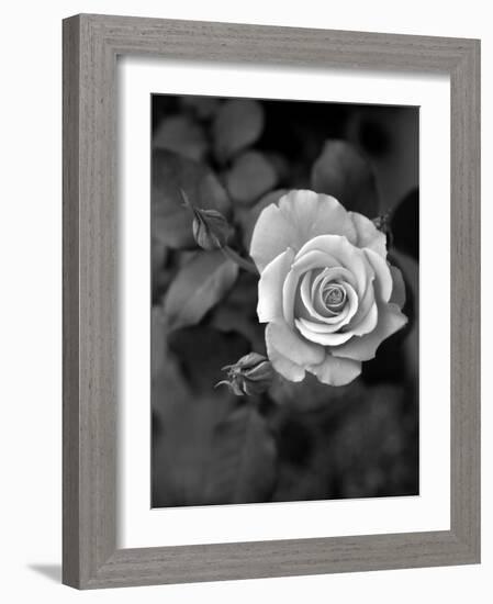 Delicate Petals III-Nicole Katano-Framed Photo