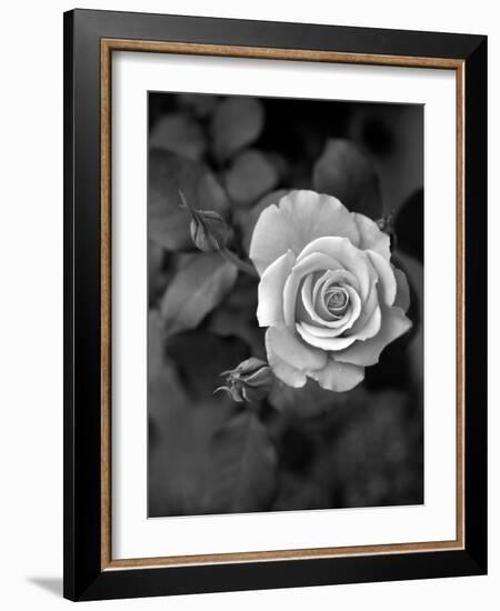 Delicate Petals III-Nicole Katano-Framed Photo