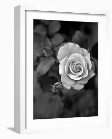 Delicate Petals III-Nicole Katano-Framed Photo