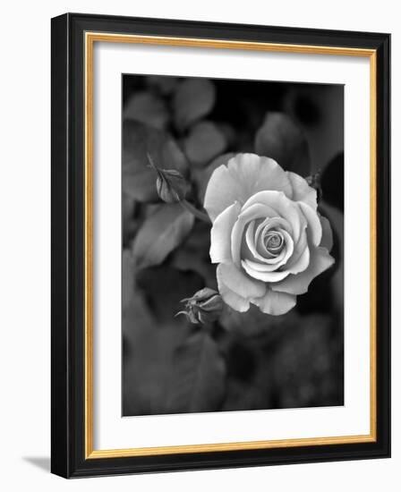 Delicate Petals III-Nicole Katano-Framed Photo