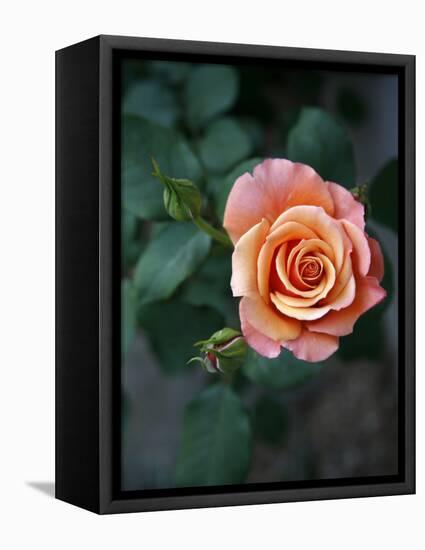 Delicate Petals III-Nicole Katano-Framed Stretched Canvas