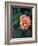 Delicate Petals III-Nicole Katano-Framed Photo