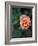 Delicate Petals III-Nicole Katano-Framed Photo