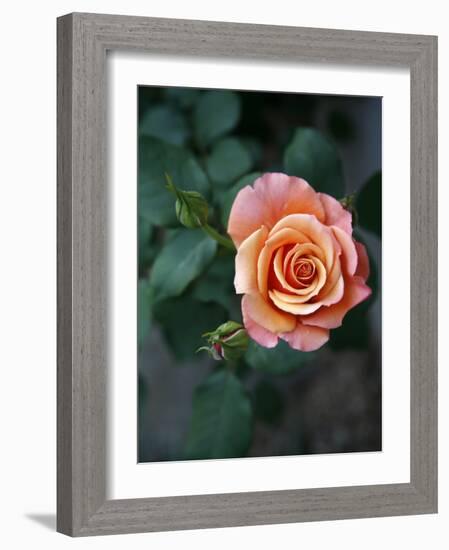 Delicate Petals III-Nicole Katano-Framed Photo