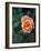 Delicate Petals III-Nicole Katano-Framed Photo