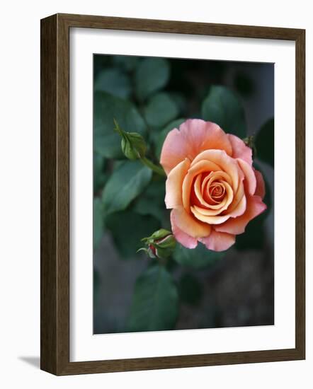 Delicate Petals III-Nicole Katano-Framed Photo