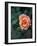 Delicate Petals III-Nicole Katano-Framed Photo