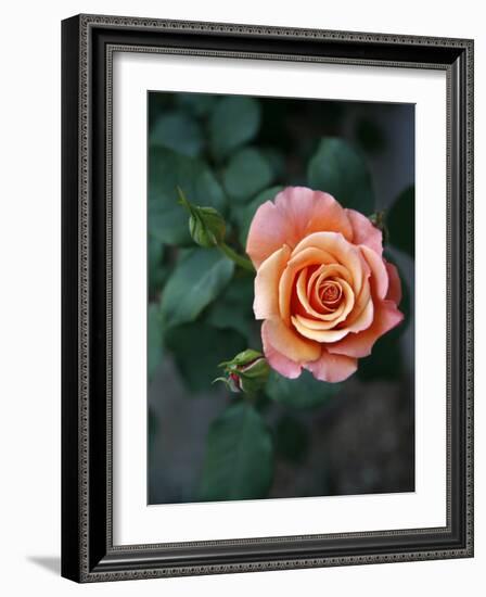 Delicate Petals III-Nicole Katano-Framed Photo