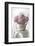 Delicate Pink Peonies-Anna Miller-Framed Photographic Print