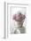Delicate Pink Peonies-Anna Miller-Framed Photographic Print