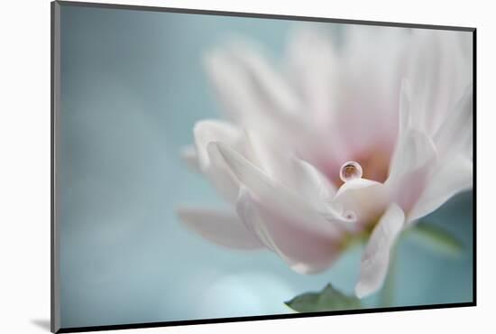 Delicate pink-Heidi Westum-Mounted Photographic Print