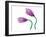 Delicate Purple Tulips-Richard Sutton-Framed Art Print