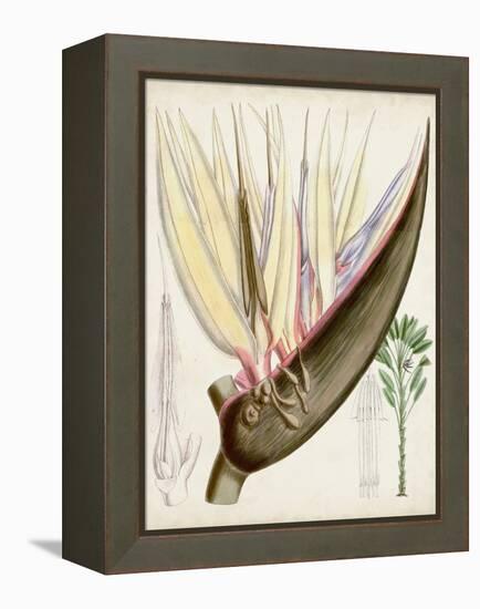 Delicate Tropicals II-Curtis-Framed Stretched Canvas