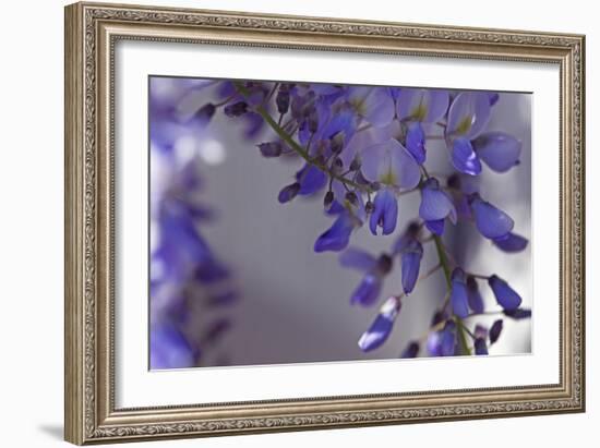 Delicate Wisteria I-Rita Crane-Framed Photographic Print