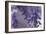 Delicate Wisteria I-Rita Crane-Framed Photographic Print