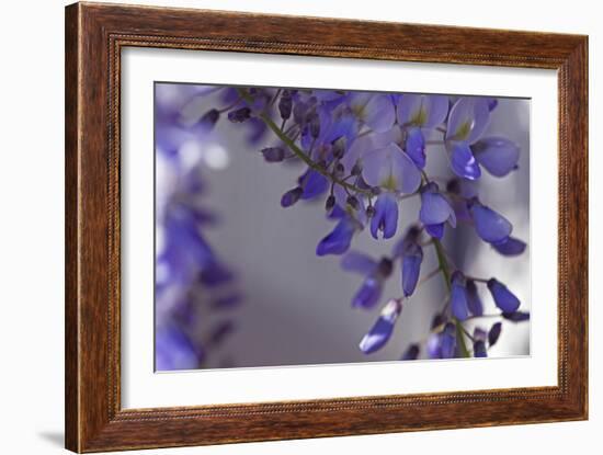 Delicate Wisteria I-Rita Crane-Framed Photographic Print