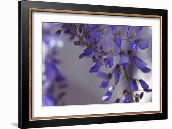 Delicate Wisteria I-Rita Crane-Framed Photographic Print