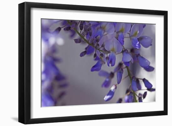 Delicate Wisteria I-Rita Crane-Framed Photographic Print