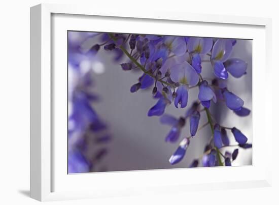 Delicate Wisteria I-Rita Crane-Framed Photographic Print