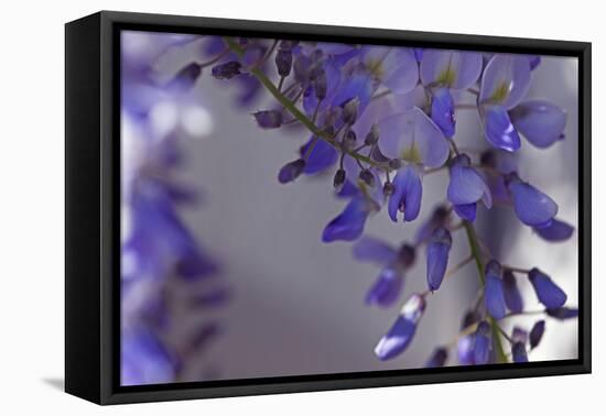 Delicate Wisteria I-Rita Crane-Framed Premier Image Canvas