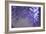 Delicate Wisteria II-Rita Crane-Framed Photographic Print