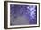 Delicate Wisteria II-Rita Crane-Framed Photographic Print