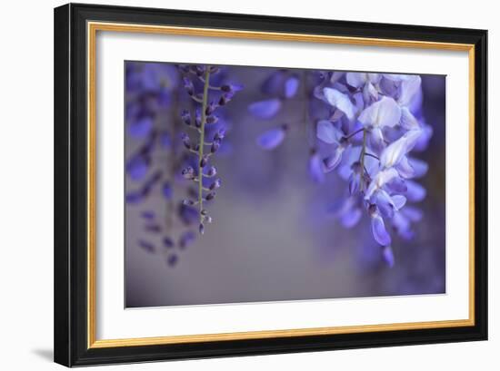 Delicate Wisteria II-Rita Crane-Framed Photographic Print