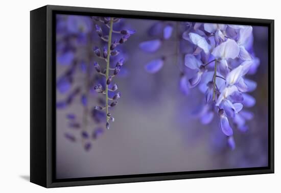 Delicate Wisteria II-Rita Crane-Framed Premier Image Canvas