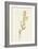 Delicate Yellow I-Jennifer Goldberger-Framed Art Print