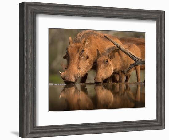 Delicate-Jaco Marx-Framed Photographic Print