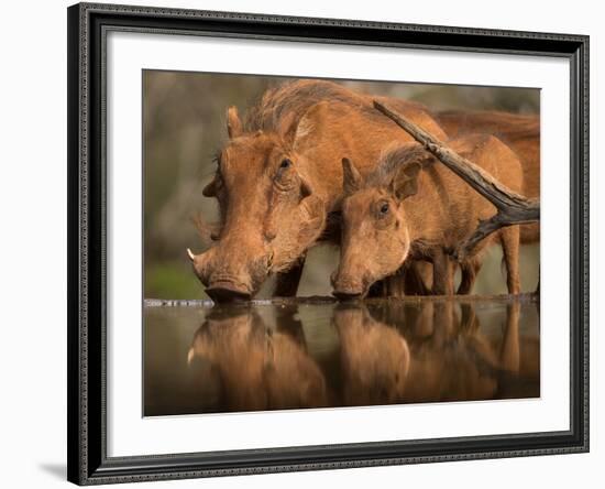 Delicate-Jaco Marx-Framed Photographic Print