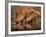 Delicate-Jaco Marx-Framed Photographic Print