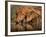 Delicate-Jaco Marx-Framed Photographic Print