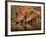 Delicate-Jaco Marx-Framed Photographic Print