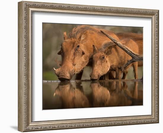 Delicate-Jaco Marx-Framed Photographic Print