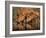 Delicate-Jaco Marx-Framed Photographic Print