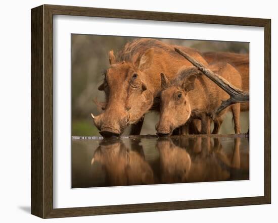 Delicate-Jaco Marx-Framed Photographic Print