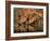 Delicate-Jaco Marx-Framed Photographic Print