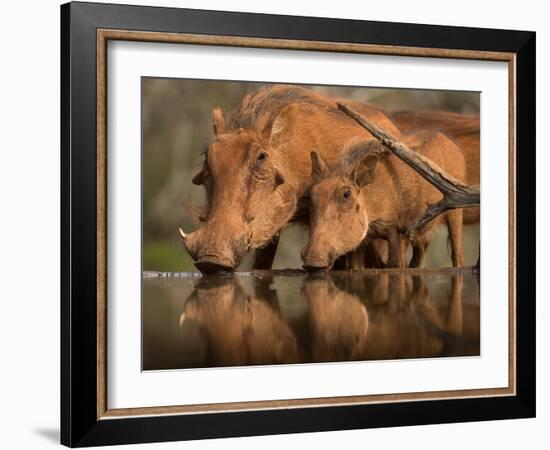 Delicate-Jaco Marx-Framed Photographic Print