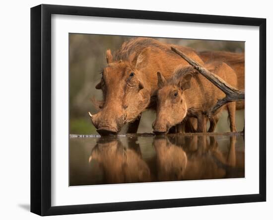 Delicate-Jaco Marx-Framed Photographic Print