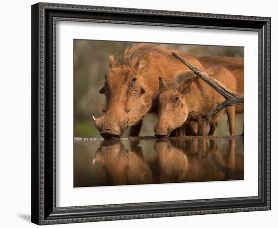 Delicate-Jaco Marx-Framed Photographic Print