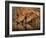 Delicate-Jaco Marx-Framed Photographic Print